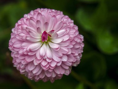 Orta Kolombiya 'nın Arcabuco kasabası yakınlarındaki bir bahçede çekilmiş pembe bir Çin Paskalya çiçeğinin makro fotoğrafı..