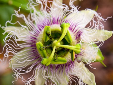 Kolombiya 'nın orta kesimindeki Arcabuco kasabası yakınlarındaki bir tarlada yakalanan egzotik bir flora pinnatistipula çiçeğinin makro fotoğrafı..