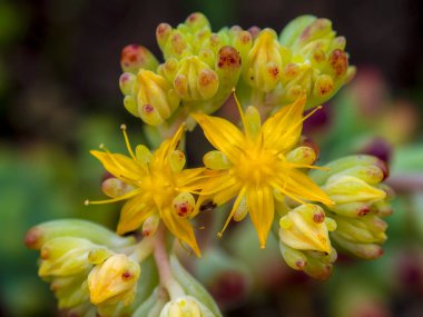 Orta Kolombiya 'daki Acabuco kasabası yakınlarındaki bir bahçede yakalanan Sedum palmeri sulu bitki çiçeklerinin makro fotoğrafları..