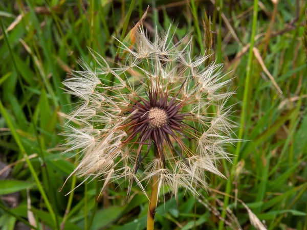 Makroaufnahme Eines Löwenzahnkopfes Aufgenommen Auf Einem Feld Der Nähe Der — Stockfoto