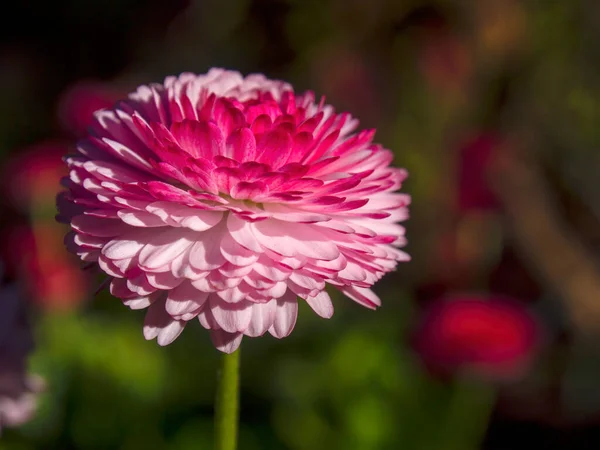 Fotografía Macro Una Flor Rosa China Capturada Jardín Cerca Ciudad — Foto de Stock