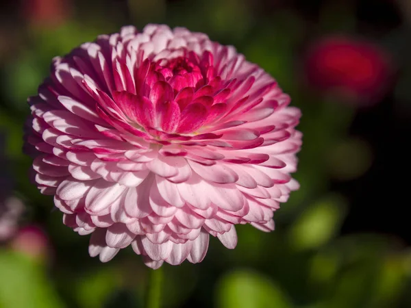 Macro Photography Pink China Aster Flower Captured Garden Town Arcabuco — Stock Photo, Image