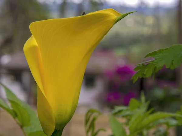 コロンビア中央部の町Arcabuco近くの庭で撮影された黄色のコーラユリのマクロ写真 — ストック写真