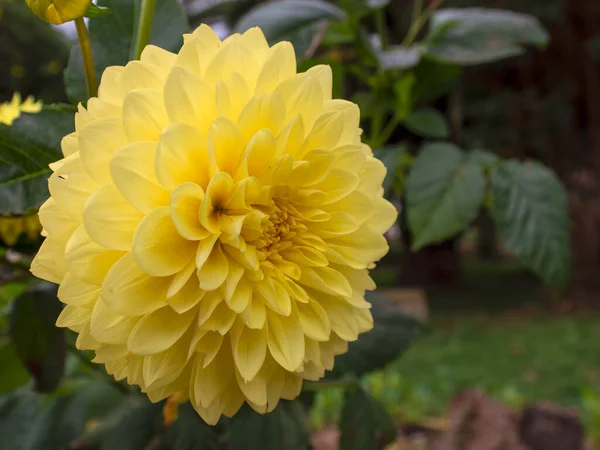 コロンビア中央部の町Arcabucoの公園で撮影された黄色のダリアの花のマクロ写真 — ストック写真