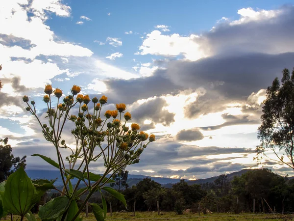 Flores Silvestres Amarillas Atardecer Las Montañas Andinas Del Centro Colombia — Foto de Stock