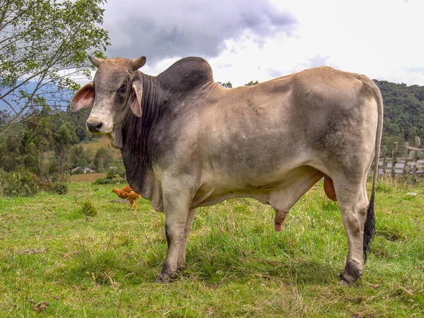 Orta Kolombiya 'daki Arcabuco kasabasının yakınlarındaki bir çiftlikte duran zebu boğasının portresi..