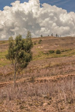 La Candelaria çölünün manzarasında küçük bir akasya ağacı, ufukta yoğun parlak bulutlar, Orta Kolombiya 'nın doğu Andean dağlarında, Raquira kasabası yakınlarında..