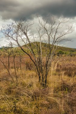 Orta Kolombiya 'nın doğusundaki La Candelaria Çölü' nde, Raquira kasabası yakınlarındaki yarı çöl bir gökyüzünde yanmış çalılar..