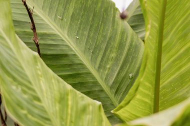 Canna Indica birkaç yağmur damlasıyla ayrılır; Orta Kolombiya 'nın doğu Andean dağlarında Iguaque doğal rezervi yakınlarındaki bir bahçede yakın plan görüntüler çeker..