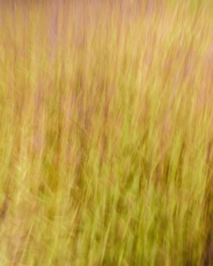 Orta Kolombiya 'nın doğu And Dağları' ndaki Villa de Leyva kasabası yakınlarındaki bir çiftlikte, pekmez tarlasında kasıtlı kamera hareketi.