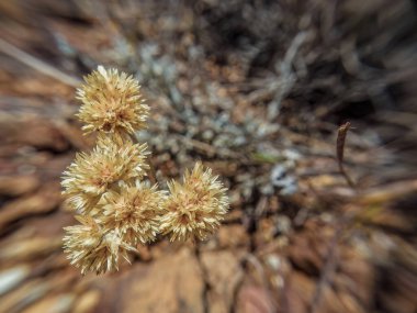 Kolombiya 'nın orta kesimindeki Andean dağlarının doğusundaki La Candelaria çölünün kuru zemininde yetişen çiçekli bir macela bitkisinin manzarası..