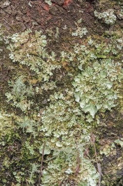 Lichen, Kolombiya 'nın orta kesimindeki Villa de Leyva kasabası yakınlarındaki And Dağları' nda bir ormanda çekilmiş makrofotoğrafçılık..