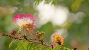 Kolombiya 'nın orta kesimindeki And Dağları' nın doğusundaki Villa de Leyva kasabası yakınlarındaki bir çiftliğin bahçesinde bir bal arısı toza bulanmış bir çiçekten çıkar ve uçar gider..