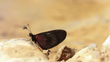 Orta Kolombiya 'nın orta kesimindeki Raquira kasabası yakınlarındaki La Candelaria çölündeki bir derenin kıyısında aktinot bir kelebek birikintisi..