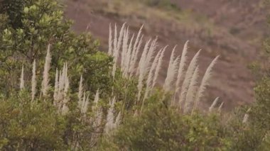 Kolombiya 'nın orta kesimindeki Andean dağlarında, La Candelaria Çölü' nün ortasında, Raquira kasabası yakınlarında rüzgârla taşınan Pampas otları..