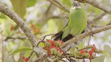 Orta Kolombiya 'nın doğu Andean dağlarında, Iguaque doğal rezervi yakınlarındaki bir ormanda, çiçek açmış bir bazul ağacının üzerine tünemiş egzotik beyaz boğazlı bir tukanet..