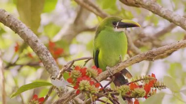 Orta Kolombiya 'nın doğu Andean dağlarında, Iguaque doğal rezervi yakınlarındaki bir ormanda, çiçek açmış bir bazul ağacının üzerine tünemiş egzotik beyaz boğazlı bir tukanet..