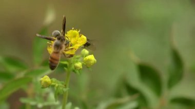 Siyah bir eşekarısı ve bir sinek çiçek tarlasından beslenir ve bir arı gelir. Orta Kolombiya 'nın doğu And Dağları' ndaki Villa de Leyva kasabası yakınlarındaki bir bahçeye yakın çekim görüntüsü çekilir..