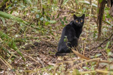 Orta Kolombiya 'nın doğu And Dağları' ndaki bir çiftlikte, bir ormanda oturmuş kameraya bakan kara bir kedi. Villa de Leyva kasabası yakınlarında..