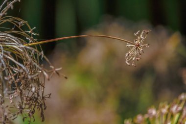 Sabah güneşiyle aydınlanan bir çiftliğin göletindeki kurumuş cüce papirüs bitkileri Orta Kolombiya 'nın doğu And Dağları. Villa de Leyva kasabası yakınlarında..