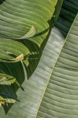 Muz yaprakları üzerindeki ışık ve gölgeler sabah güneşiyle aydınlatılır. Orta Kolombiya 'nın doğu Andean dağlarında Iguaque doğal rezervi yakınlarındaki bir çiftlikte yakın plan görüntüsü elde edilir..