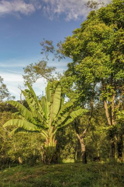 Sabah güneşi ile aydınlanan bir muz bitkisi mavi gökyüzüne karşı, Orta Kolombiya 'nın doğu Andean dağlarında, Iguaque doğal rezervi yakınlarındaki bir çiftlikte.