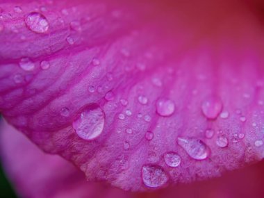 Orta Kolombiya 'nın doğu And Dağları' ndaki bir çiftliğin bahçesinde yakalanan geniş açılı makrofotografla kaplı pembe bir amber çiçeği yaprağı..