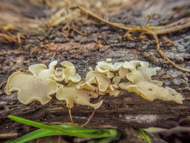 Orta Kolombiya 'nın doğu Andean dağlarında, Iguaque doğal rezervi yakınlarındaki bir ormanda bir mantar üzerinde yürüyen bir örümcek..