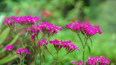 Orta Kolombiya 'nın doğu Andean dağlarında Iguaque doğal rezervi yakınlarındaki bir bahçede çiçek açmış pembe bir karanfilin panoramik bileşimi..