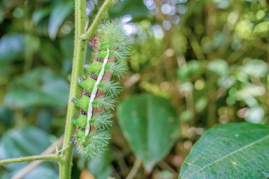 Orta Kolombiya 'nın doğu Andean dağlarında, Iguaque doğal rezervi yakınlarındaki bir ormanda böğürtlen sapında sürünen çoğunlukla yeşil bir saturniidae tırtılı..