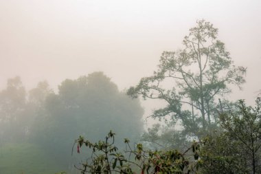 Yoğun bir sabah sisi Orta Kolombiya 'nın doğu Andean dağlarında, Iguaque doğal rezervi yakınlarındaki alkaliptüs ve okaliptüs ağaçlarından oluşan ormanı kaplar.
