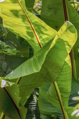 Muz yaprakları üzerindeki ışık ve gölgeler sabah güneşiyle aydınlatılır. Orta Kolombiya 'nın doğu Andean dağlarında Iguaque doğal rezervi yakınlarındaki bir çiftlikte yakın plan görüntüsü elde edilir..