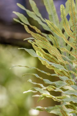 Orta Kolombiya 'nın doğu And Dağları' ndaki Iguaque doğal rezervi yakınlarındaki bir çiftliğin bahçesinde bulunan mavi tavşan ayağı eğreltiotu yapraklarının yakın görüntüsü ve sorusu..