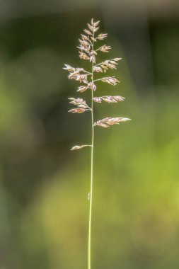 Orta Kolombiya 'nın doğu Andean dağlarında, Iguaque doğal rezervi yakınlarındaki bir ormanda, sabah güneşiyle aydınlanan bir çimen çivisi..