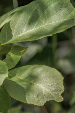 Sabah güneşi, Orta Kolombiya 'nın doğu Andean dağlarında, Iguaque doğal rezervi yakınlarındaki bir ormanda, büyük yaprakların üzerine bazı yaprak gölgeleri bırakır..