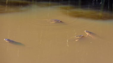 Orta Kolombiya 'nın doğu Andean dağlarında, Villa de Leyva kasabası yakınlarında güneşli bir sabahta gölün bulanık yüzeyinde yüzen sazan balıkları..
