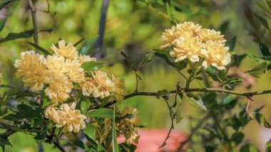 Sarı Leydi Banks güller tam çiçek açmış, panoramik kompozit görüntü Orta Kolombiya 'nın doğu Andean dağlarında, Villa de Leyva kasabası yakınlarında bir bahçede yakalandı..