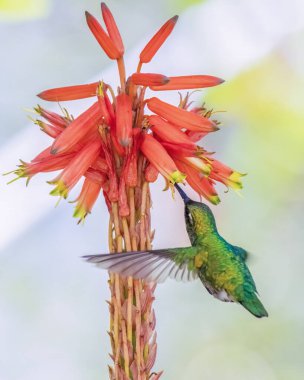 Orta Kolombiya 'nın doğu Andean dağlarında Iguaque doğal rezervi yakınlarındaki bir bahçede aloe şamdan çiçeğiyle beslenen kısa kuyruklu zümrüt sinekkuşu..