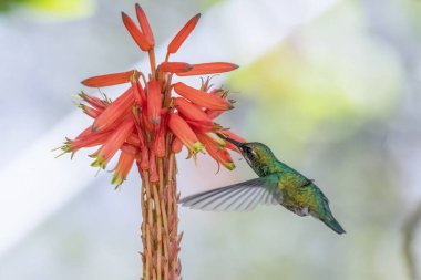 Orta Kolombiya 'nın doğu Andean dağlarında Iguaque doğal rezervi yakınlarındaki bir bahçede aloe şamdan çiçeğiyle beslenen kısa kuyruklu zümrüt sinekkuşu..