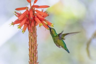Orta Kolombiya 'nın doğu Andean dağlarında Iguaque doğal rezervi yakınlarındaki bir bahçede aloe şamdan çiçeğiyle beslenen kısa kuyruklu zümrüt sinekkuşu..
