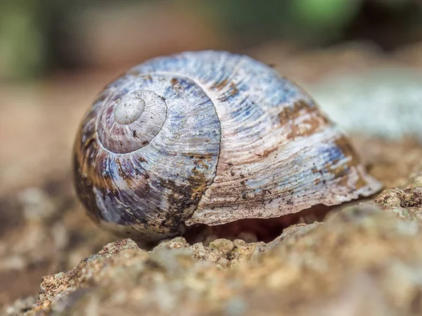 Orta Kolombiya 'nın doğu Andean dağlarında, Villa de Leyva kasabası yakınlarındaki bir bahçede, bir kayanın üzerindeki boş bir salyangoz kabuğu..