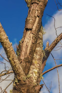 Iguaque doğal rezervi yakınlarındaki Orta Kolombiya 'nın doğu Andean dağlarında günbatımı ışıklarıyla aydınlatılan ölü yaşlı ağaç dalları..