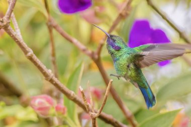 Orta Kolombiya 'nın doğu Andean dağlarında, Iguaque doğal rezervi yakınlarındaki bir ormanda, görkemli bir çalılığa inen daha az menekşe rengi bir sinekkuşu..