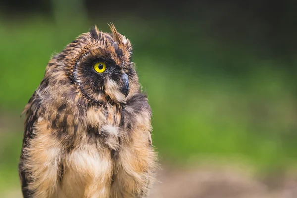 Portrait of little short-eared owl — Stock Photo, Image