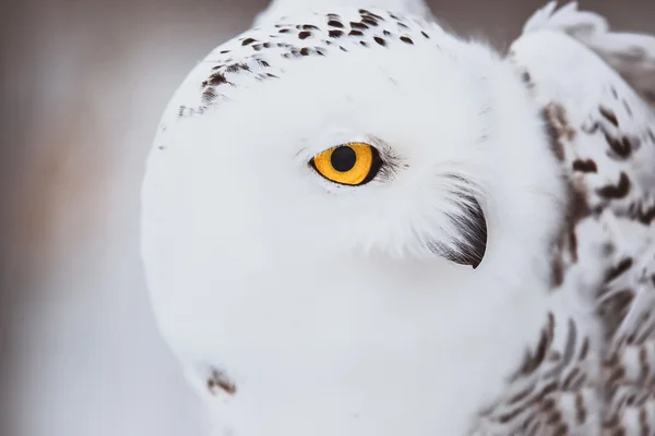 Portrait of snowy owl 2 — Stock Photo, Image