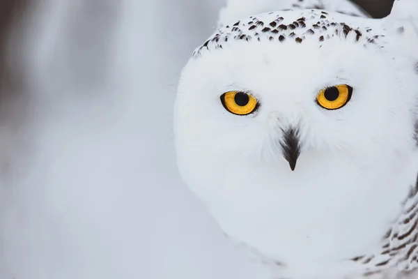 Portrait of snowy owl — Stock Photo, Image