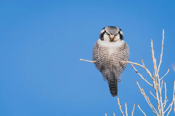 Surnia ulula. Northern hawk-owl. — Stock Photo, Image