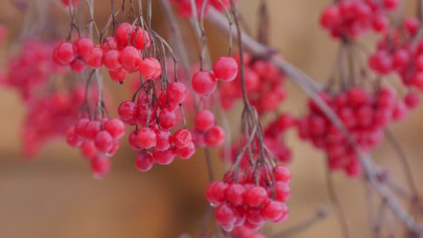 Красные ягоды вибурнум качается в ветре снежный облачный день зимой — стоковое видео