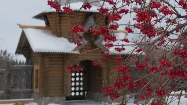 Red berries of Viburnum swinging on the branches. It is snowing and the wind is blowing a cloudy winter day — Stock Video