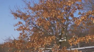 Wooden Church Behind a Oak Branches Dry Leaves Winter Church of the Holy Michael the Archangel Pirogovo Rustic House Wooden Towers Cupolas Ukraine Sunny